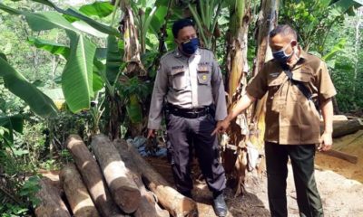 Petugas mengamankan barang bukti kayu jati hasil curian MS