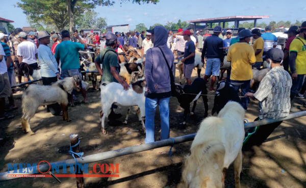 Jelang Idul Adha, Pasar Hewan Dimoro Kebanjiran Penjual Hewan Kambing Luar Kota Blitar