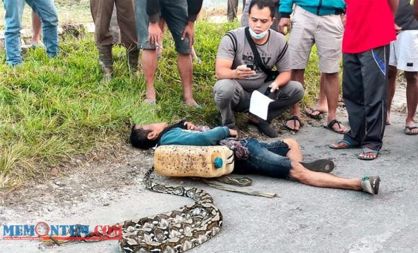 Pencari Ular di Blitar Ditemukan Meregang Nyawa di Dekat Ular Piton Kembang