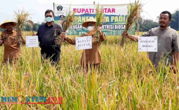 Bupati Blitar Panen Raya Padi Aplikasi Biosaka