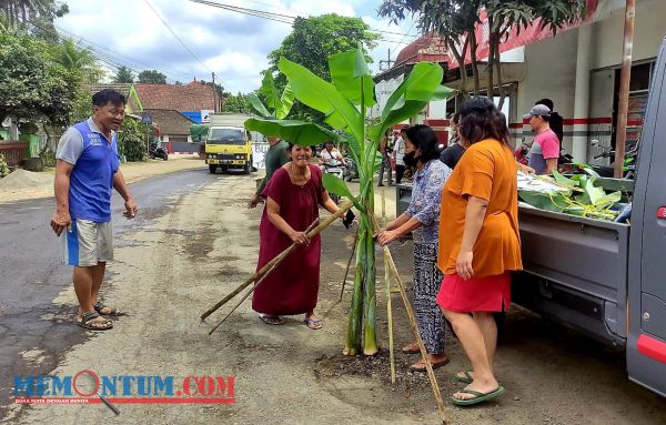 Puluhan Warga Ngembul Blitar Tanami Jalan Rusak dengan Pohon Pisang