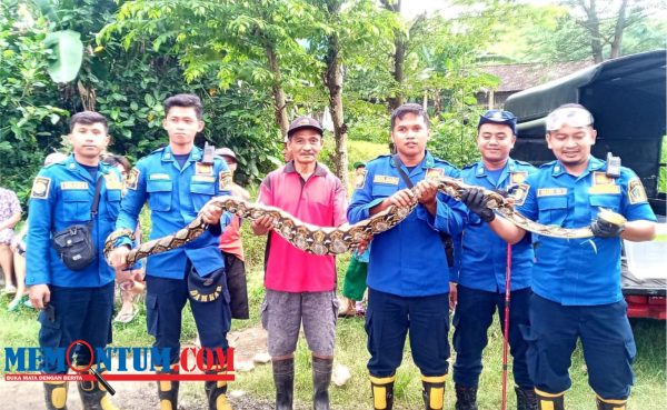 Ular Sanca Sepanjang 3 Meter Gemparkan Pekarangan Warga Blitar