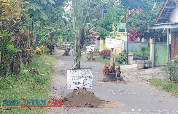 Jalan Rusak Tak Kunjung Diperbaiki, Warga Papupangan Blitar Tanam Pohon Pisang di Tengah Jalan