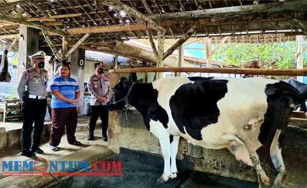 Belasan Kasus LSD pada Hewan Ternak Menyebar di Empat Kecamatan di Blitar